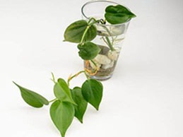武汉清除甲醛植物哪个效果比较好？去除甲醛植物有哪些？